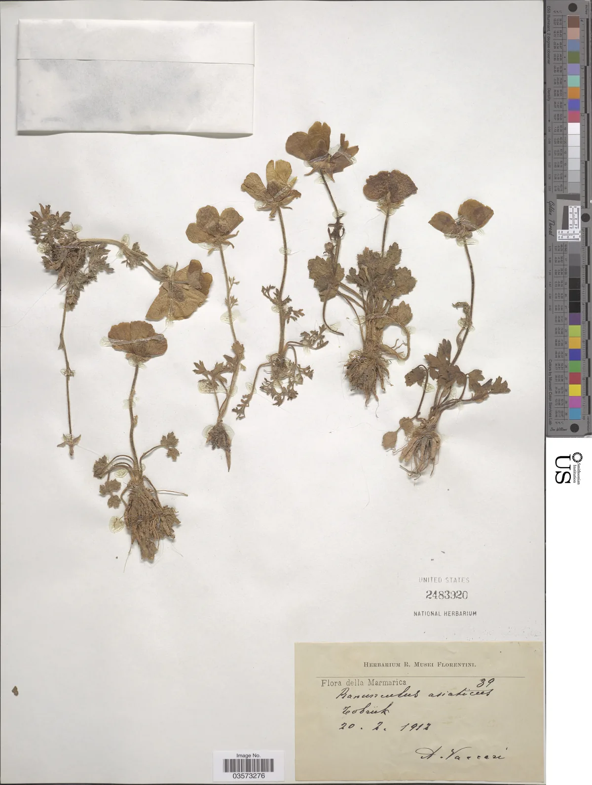 ranunculus (Ranunculus asiaticus), photograph