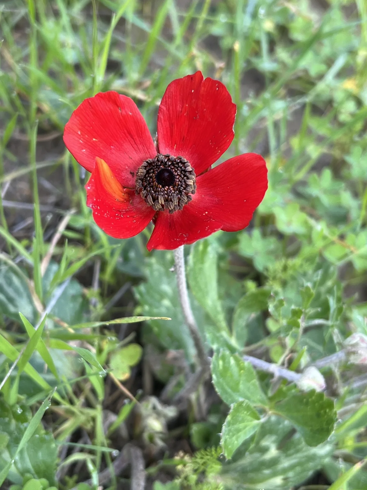 Photo: Cindy Bell, via iNaturalist · CC BY · via GBIF ranunculus (Ranunculus asiaticus), photograph