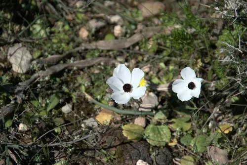 ranunculus (Ranunculus asiaticus), photograph