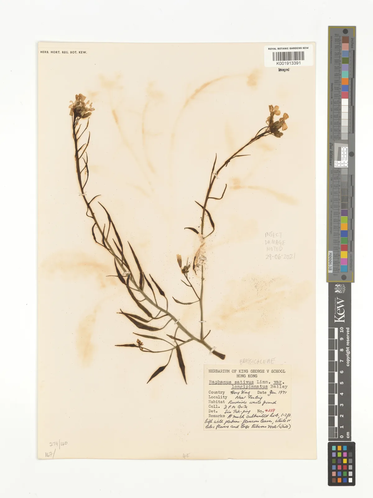 Daikon Radish (Raphanus sativus var. longipinnatus), photograph