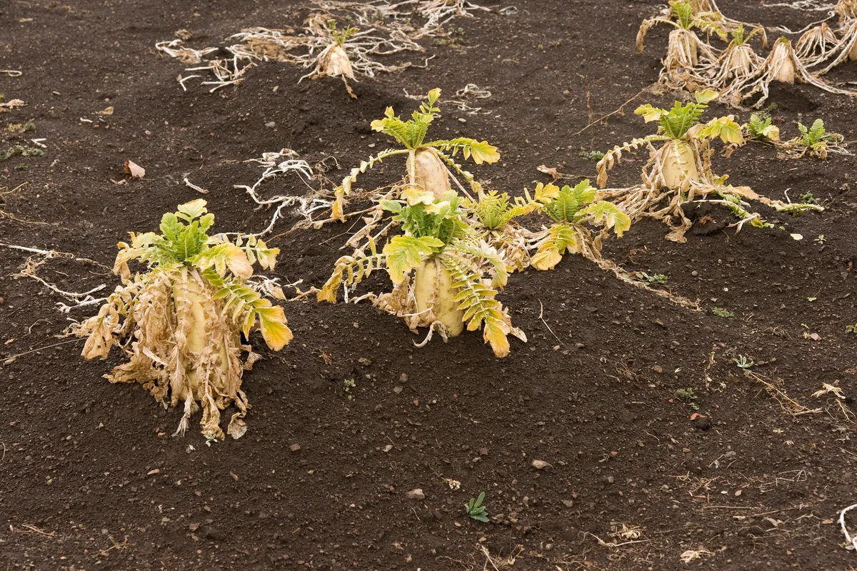 Photo: Σ64 (Wikimedia user) · CC BY 3.0 · via Wikimedia Commons tillage radish (Raphanus sativus var. longipinnatus), photograph