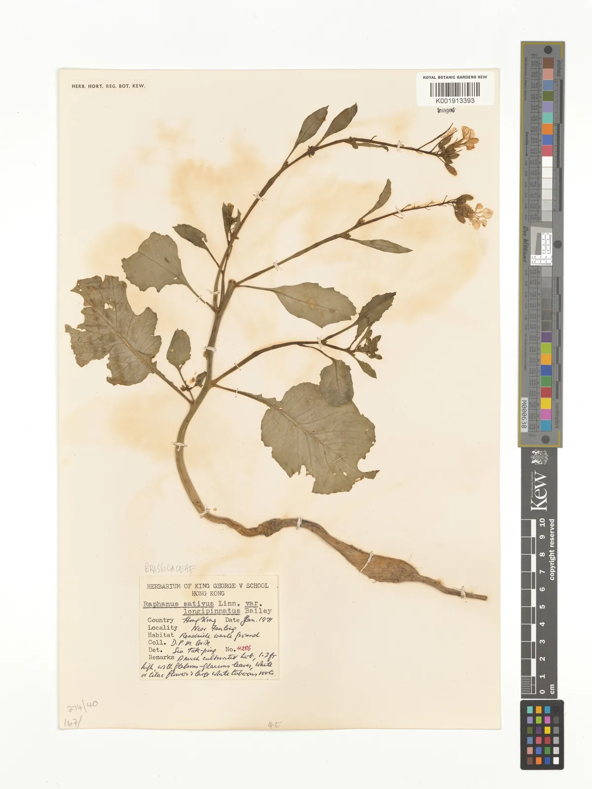 Daikon Radish (Raphanus sativus var. longipinnatus), photograph