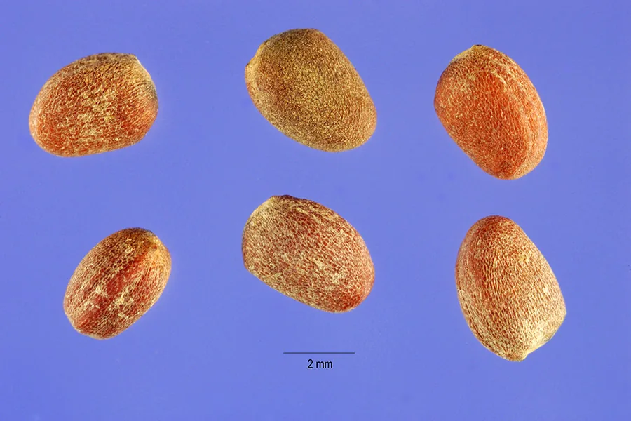 Daikon Radish (Raphanus sativus var. longipinnatus), photograph
