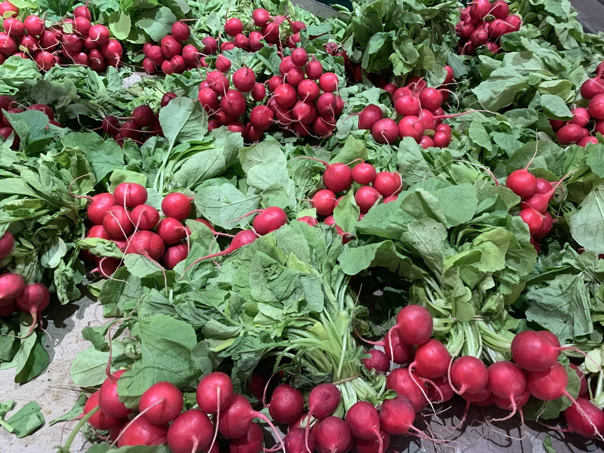 radish (Raphanus sativus), photograph