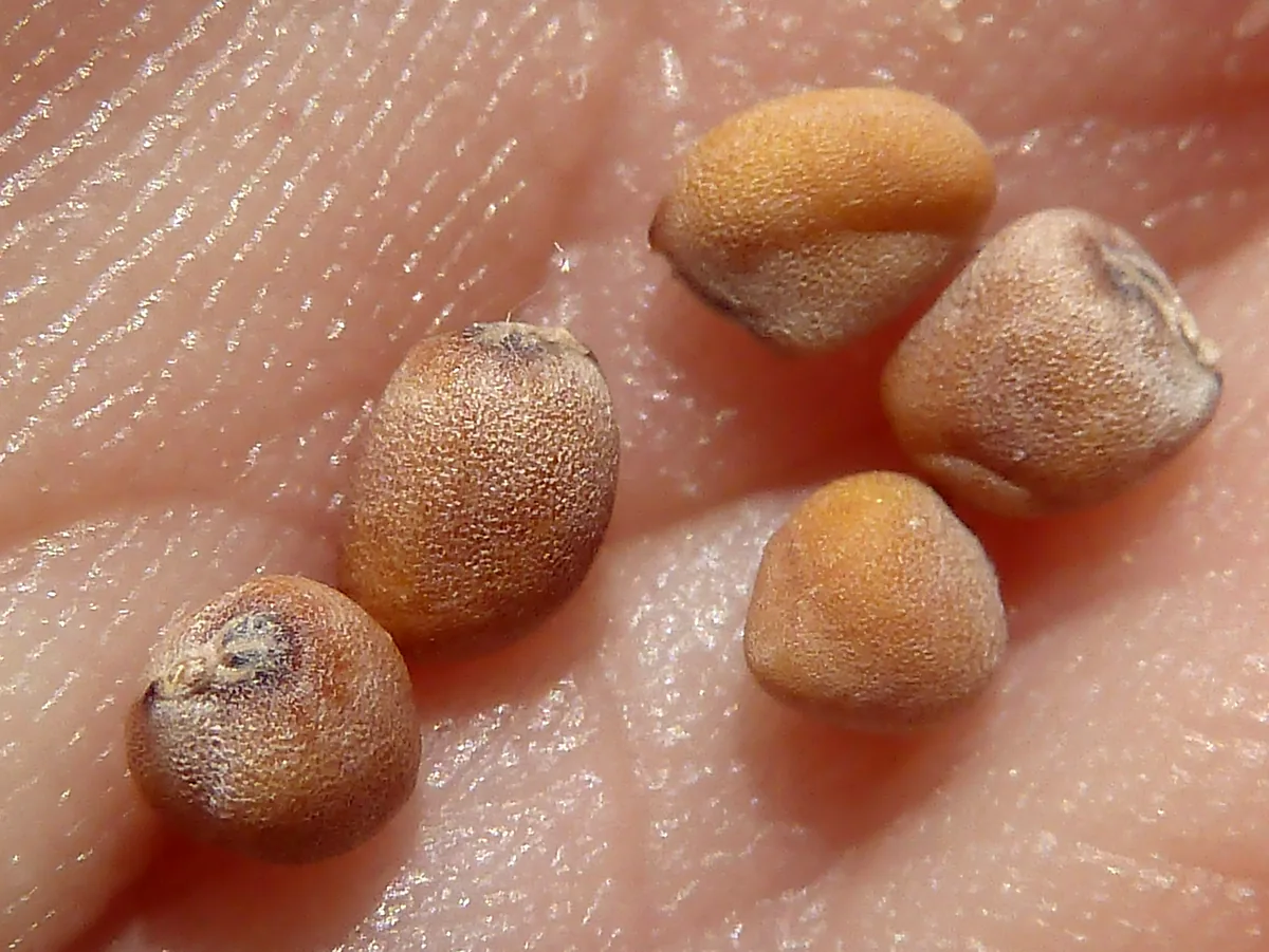 Radish (Raphanus sativus), photograph