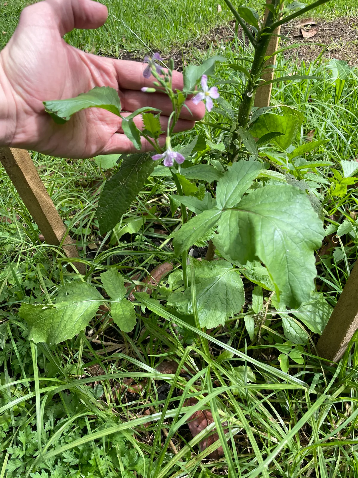 Radish (Raphanus sativus), photograph