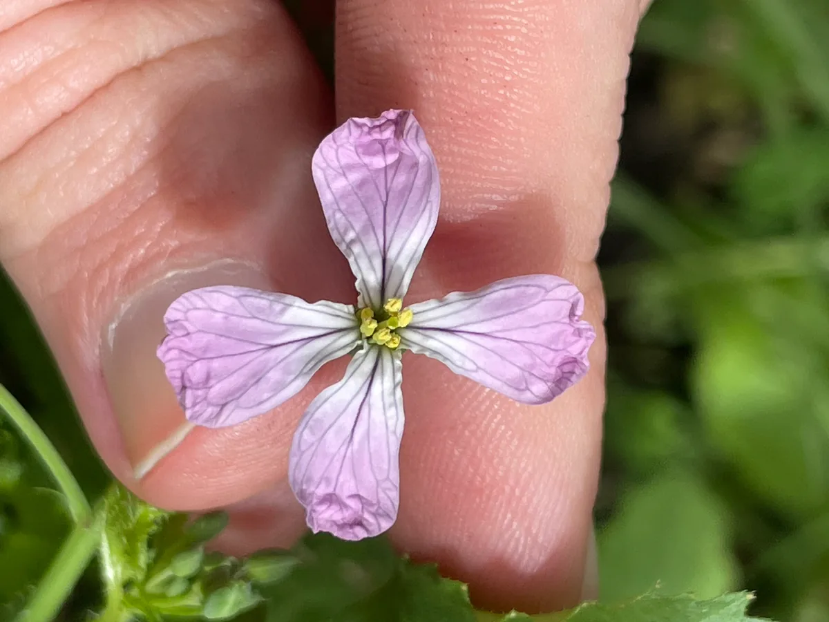 Radish (Raphanus sativus), photograph
