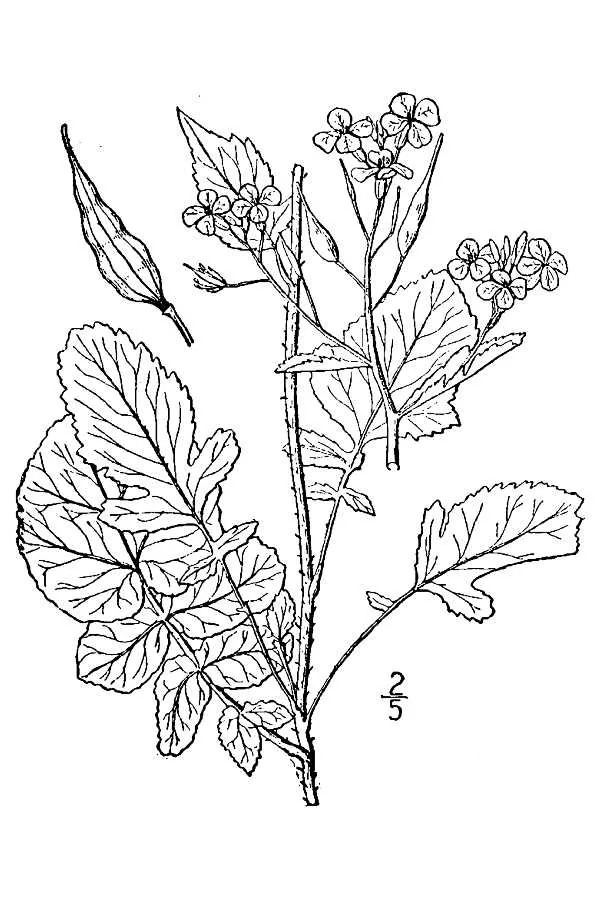 Daikon Radish (Raphanus sativus var. longipinnatus), botanical illustration