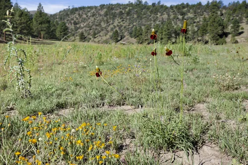 Photo: no rights reserved · cc0 · via iNaturalist Prairie Coneflower (Ratibida columnifera), photograph