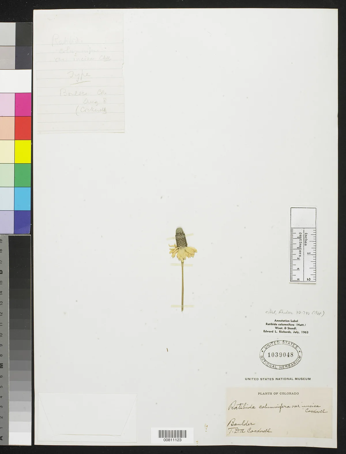 Prairie Coneflower (Ratibida columnifera), photograph
