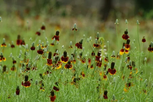 Prairie Coneflower (Ratibida columnifera), photograph