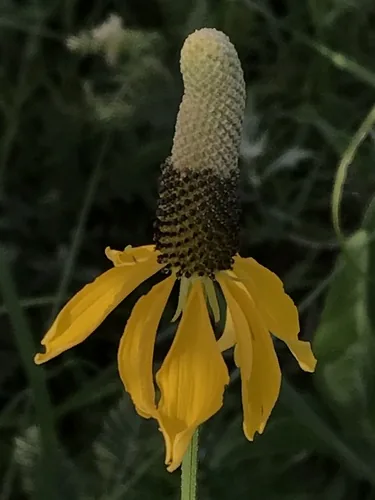 Photo: (c) Ryan Donnelly, some rights reserved · CC BY · via iNaturalist prairie coneflower (Ratibida columnifera), photograph
