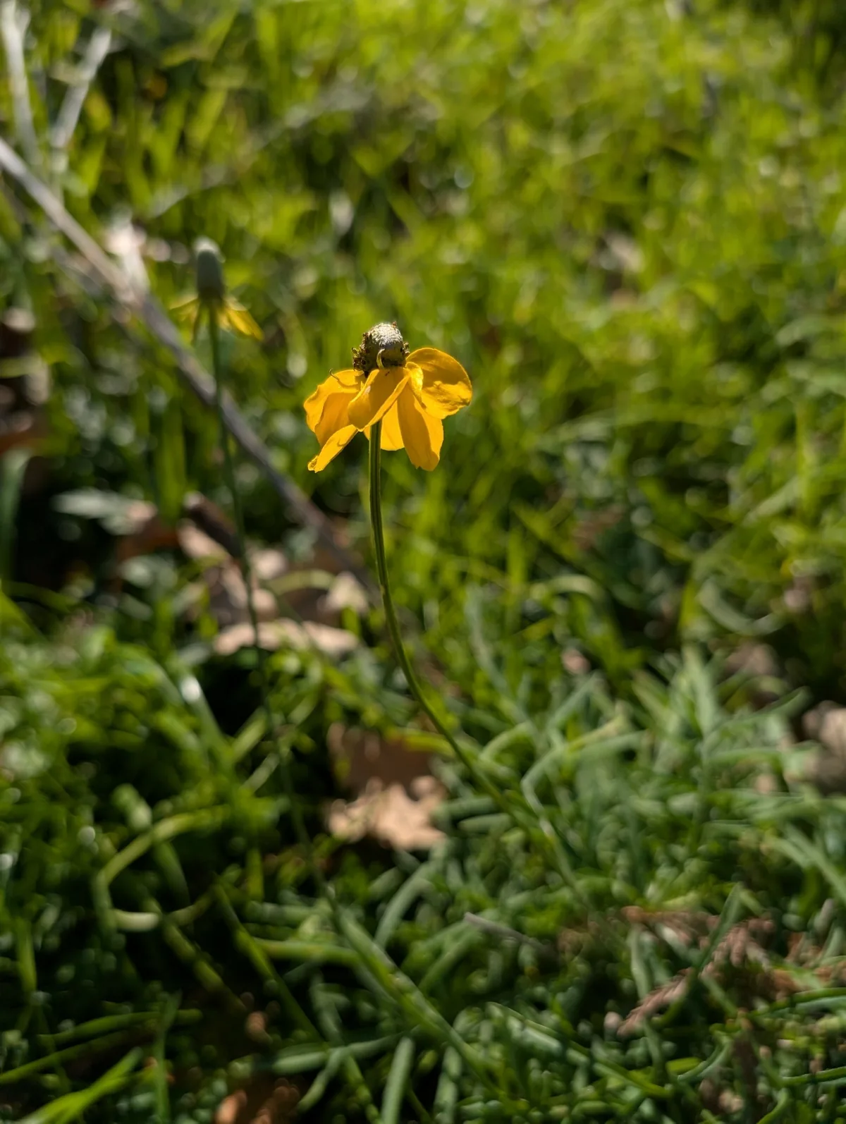 Prairie Coneflower (Ratibida columnifera), photograph