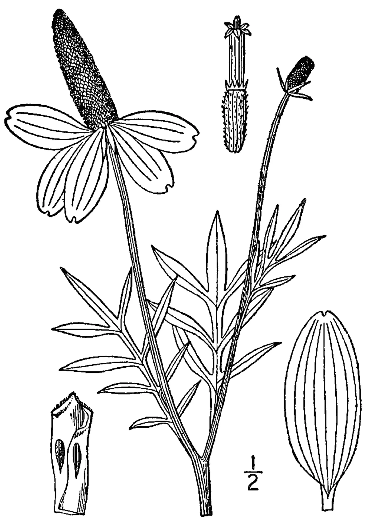 Prairie Coneflower (Ratibida columnifera), botanical illustration