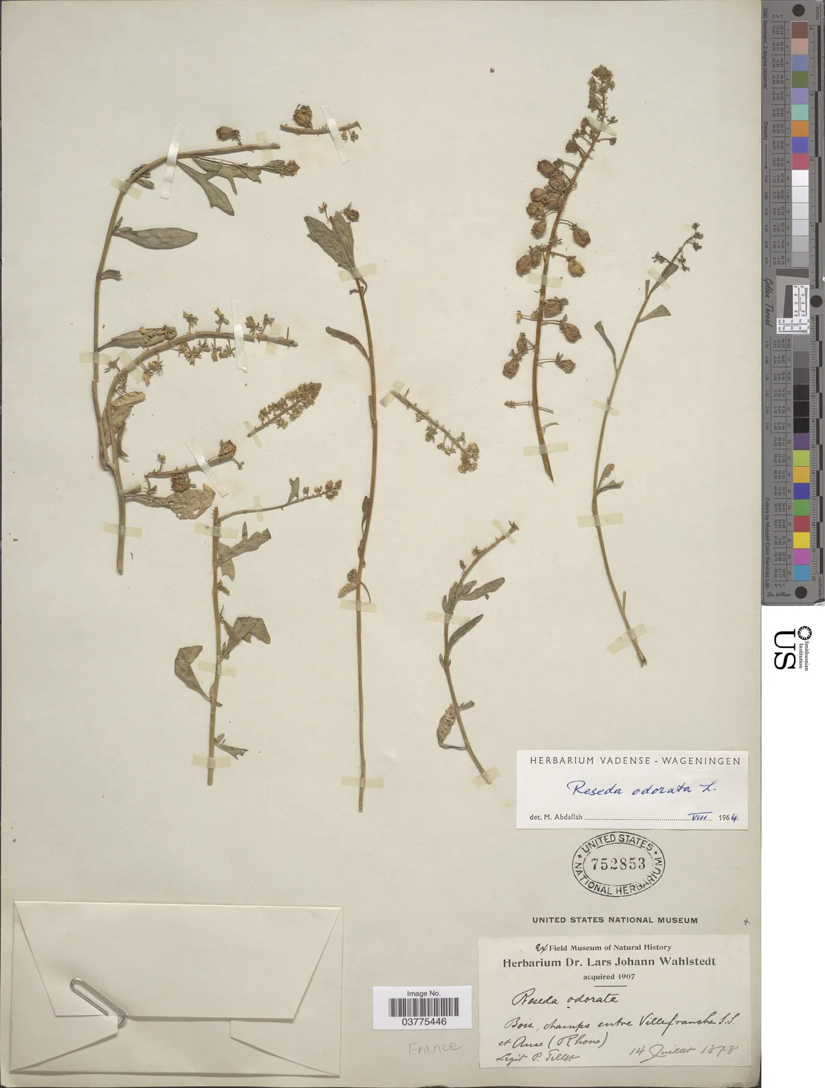 mignonette (Reseda odorata), photograph