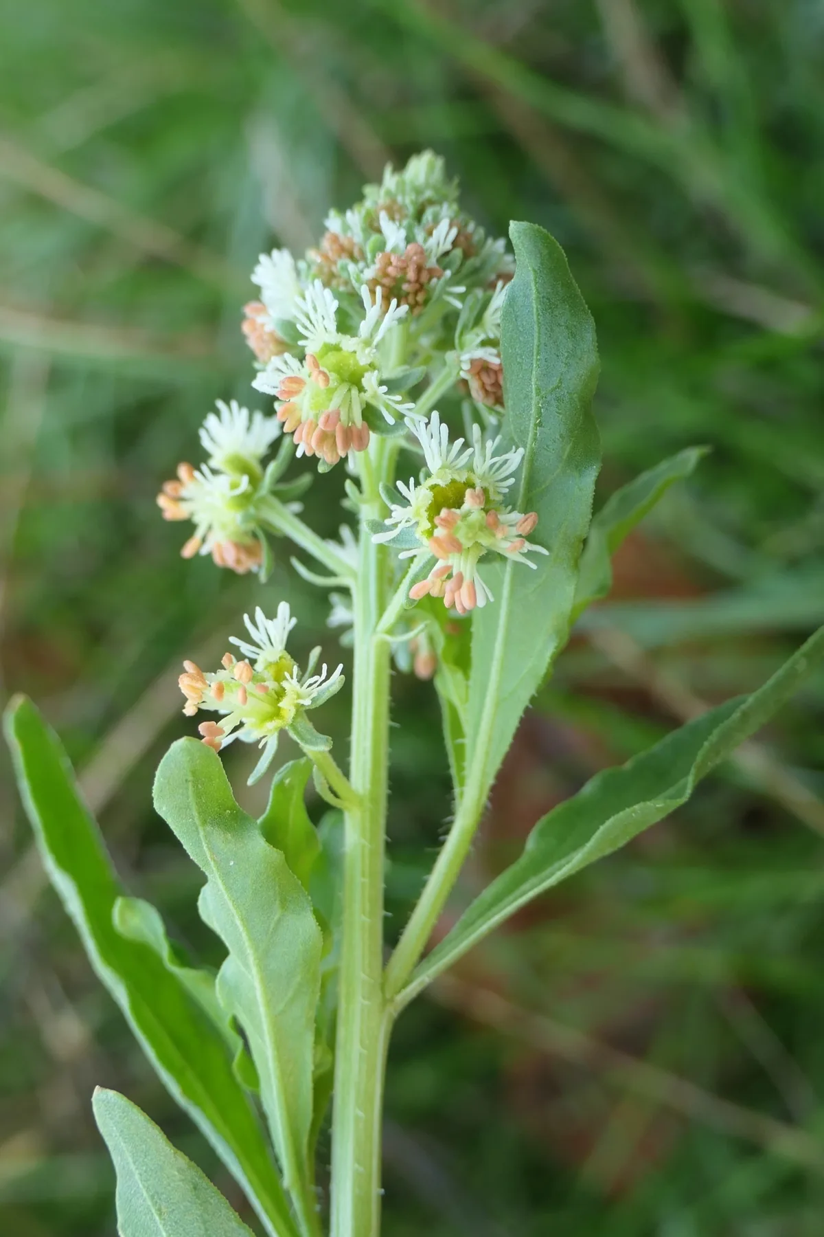Photo: bythepark, via iNaturalist · CC BY · via GBIF mignonette (Reseda odorata), photograph