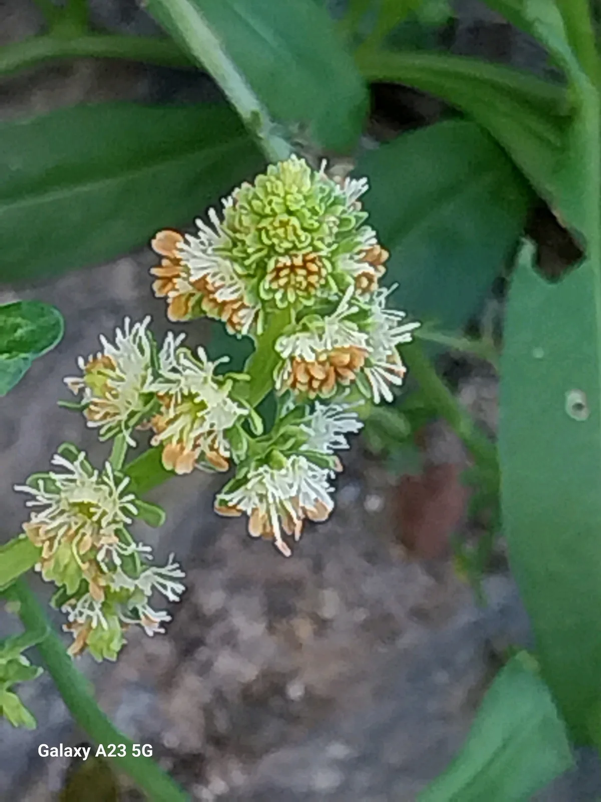 mignonette (Reseda odorata), photograph