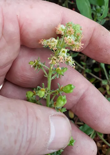 mignonette (Reseda odorata), photograph