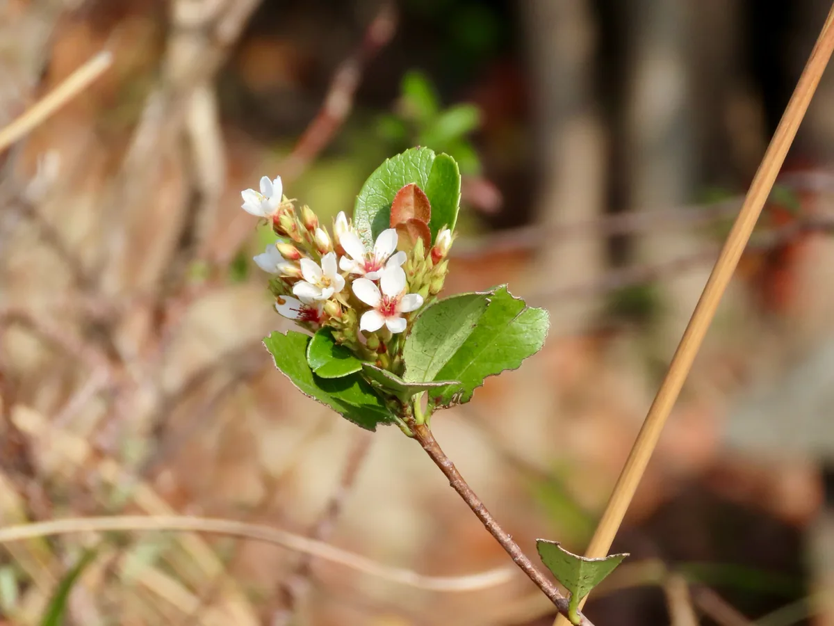 Indian hawthorn (Rhaphiolepis indica), photograph