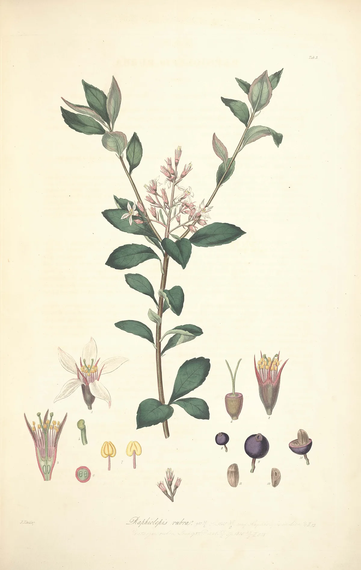 Indian hawthorn (Rhaphiolepis indica), botanical illustration