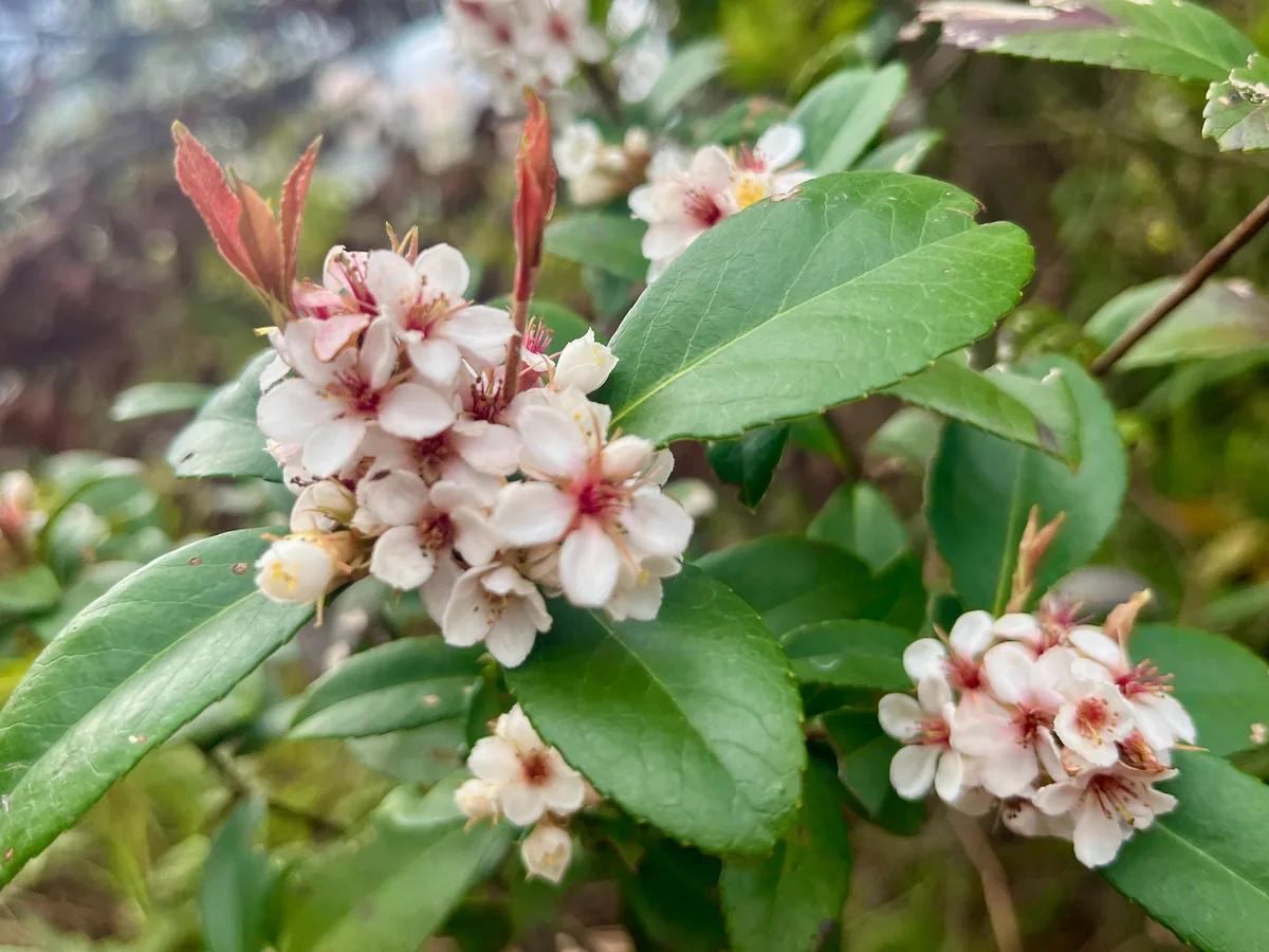 Photo: Toby Y, via iNaturalist · CC BY · via GBIF Indian Hawthorn (Rhaphiolepis indica), photograph