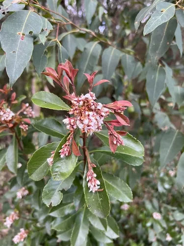 Indian hawthorn (Rhaphiolepis indica), photograph
