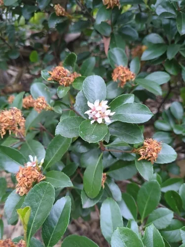 Indian hawthorn (Rhaphiolepis indica), photograph