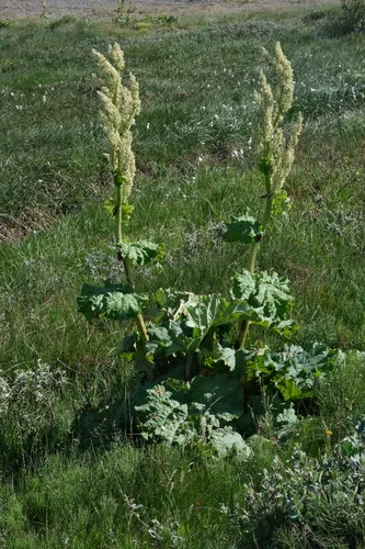rhubarb (Rheum rhabarbarum), photograph