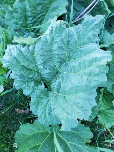rhubarb (Rheum rhabarbarum), photograph