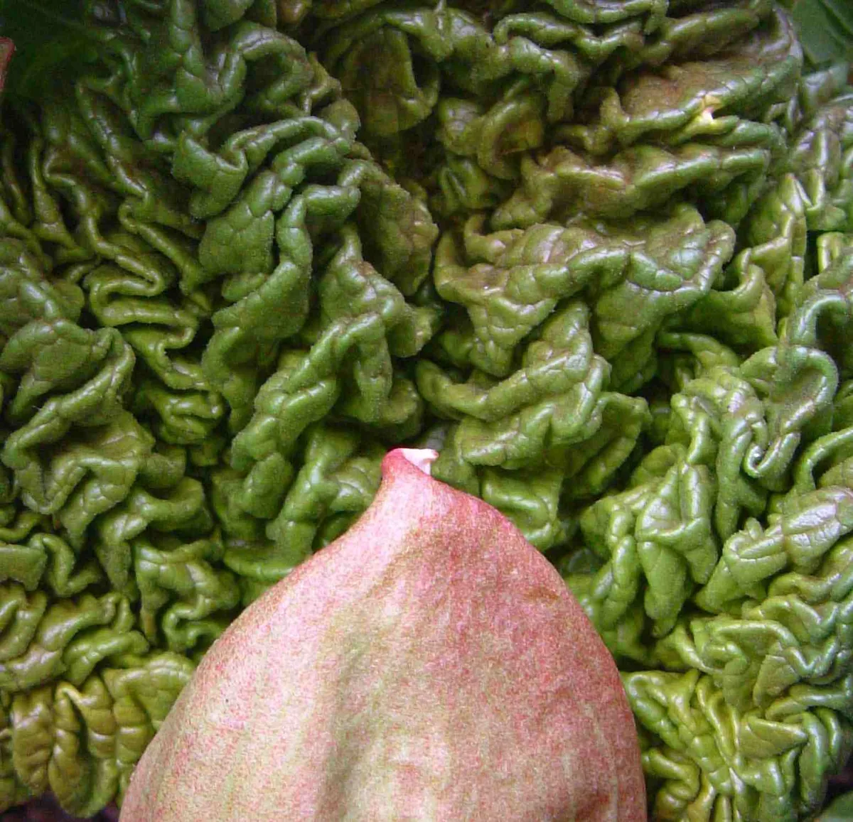 rhubarb (Rheum rhabarbarum), photograph