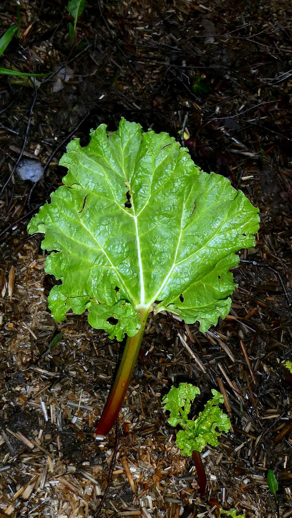 Photo: Patrick Le Mao, via iNaturalist · CC0 · via GBIF Rhubarb, photograph