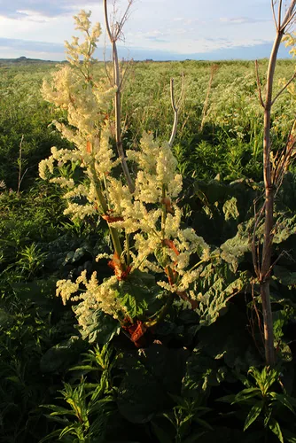 Photo: (c) Dmitriy Bochkov, some rights reserved (CC BY) · cc-by · via iNaturalist rhubarb (Rheum rhabarbarum), photograph