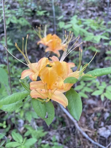 Photo: no rights reserved · CC0 · via iNaturalist flame azalea (Rhododendron calendulaceum), photograph