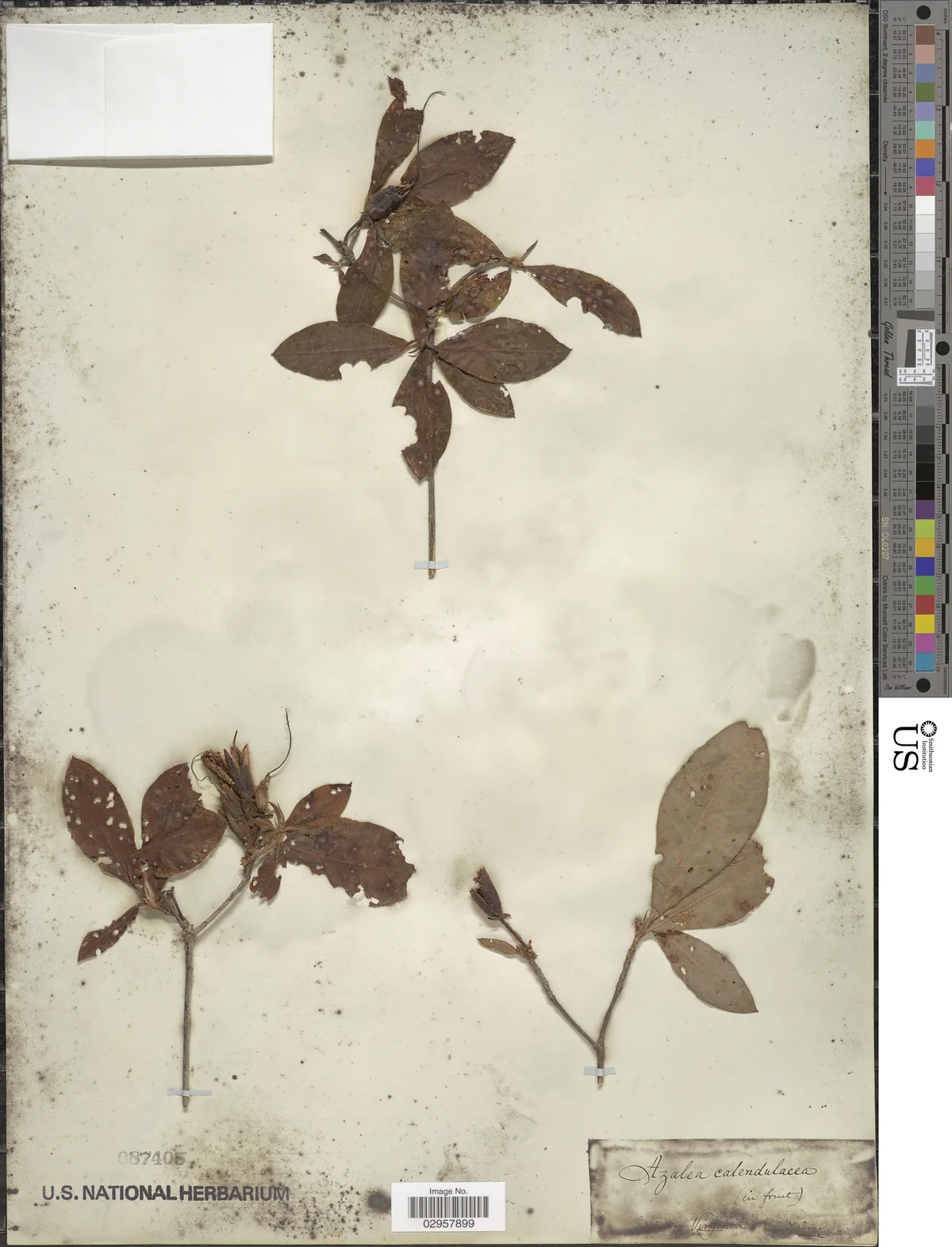 Flame Azalea (Rhododendron calendulaceum), photograph