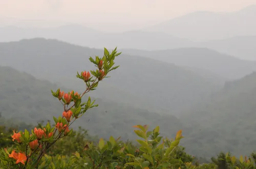 Flame Azalea (Rhododendron calendulaceum), photograph