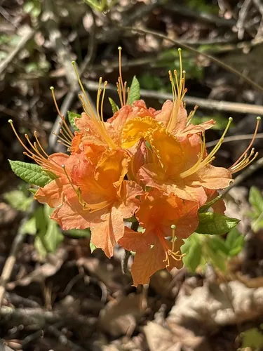 Flame Azalea (Rhododendron calendulaceum), photograph