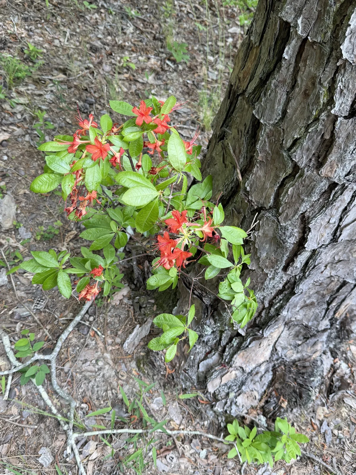 Flame Azalea (Rhododendron calendulaceum), photograph