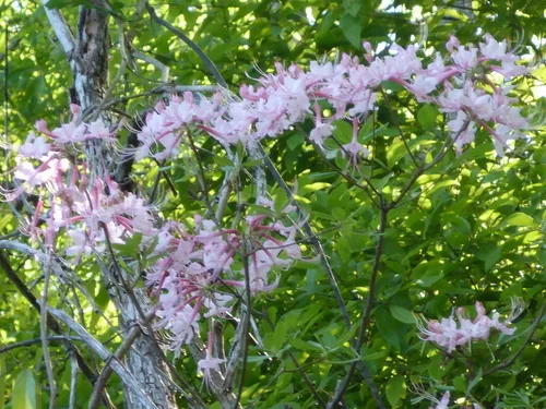 Native Azalea (Rhododendron canescens), photograph