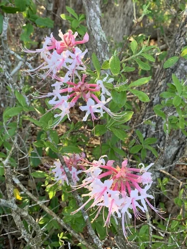 Native Azalea (Rhododendron canescens), photograph