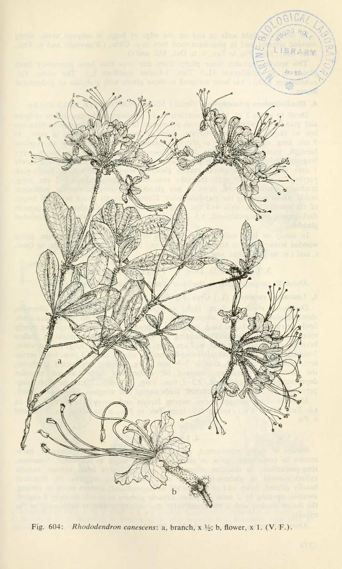 Native Azalea (Rhododendron canescens), botanical illustration