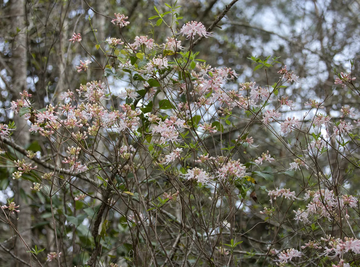 Native Azalea (Rhododendron canescens), photograph
