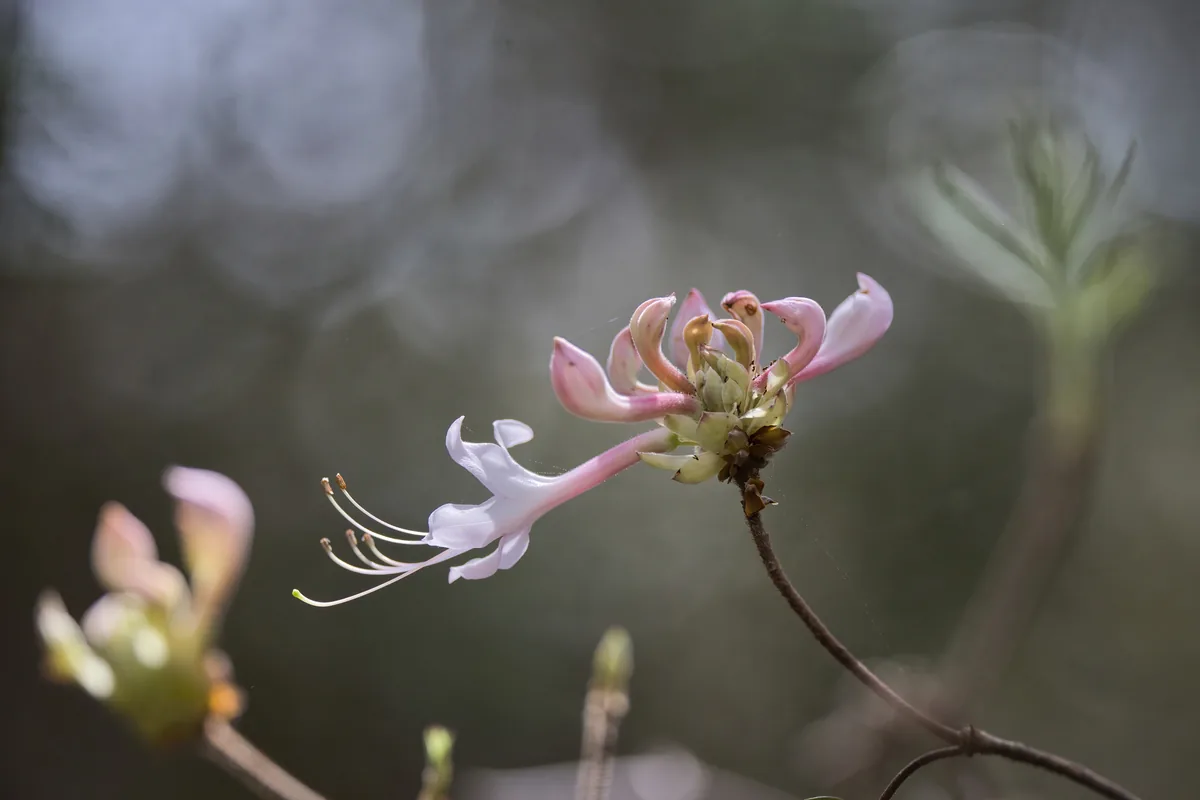 Native Azalea (Rhododendron canescens), photograph