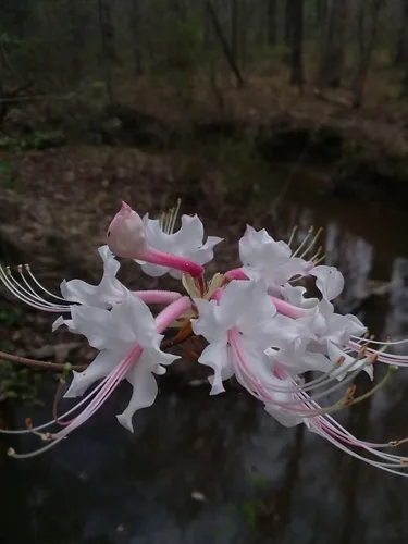 Photo: (c) Will McFarland, some rights reserved · CC BY · via iNaturalist native azalea (Rhododendron canescens), photograph