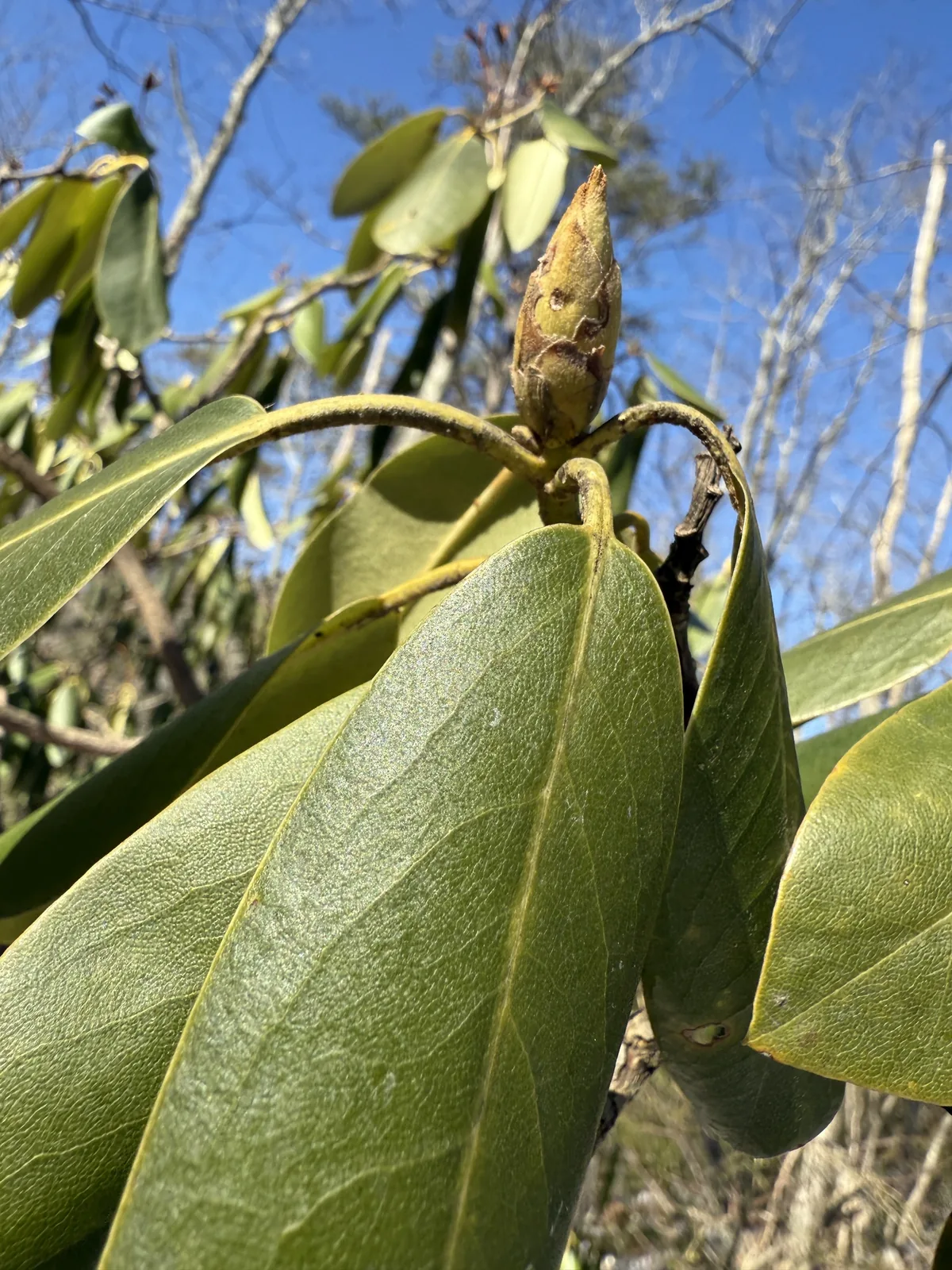 Rhododendron (Rhododendron catawbiense), photograph