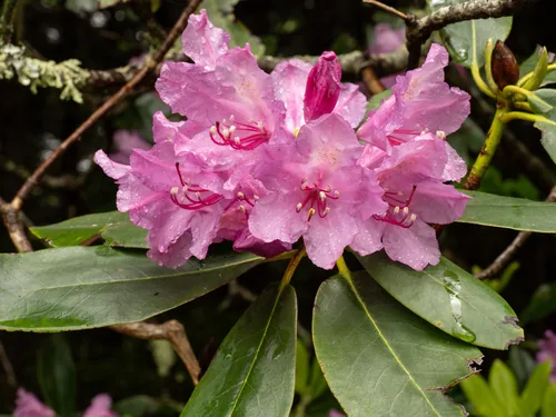 Photo: (c) Turner Brockman, some rights reserved · CC BY-SA · via iNaturalist rhododendron (Rhododendron catawbiense), photograph