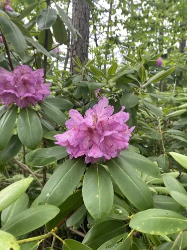 Rhododendron (Rhododendron catawbiense), photograph