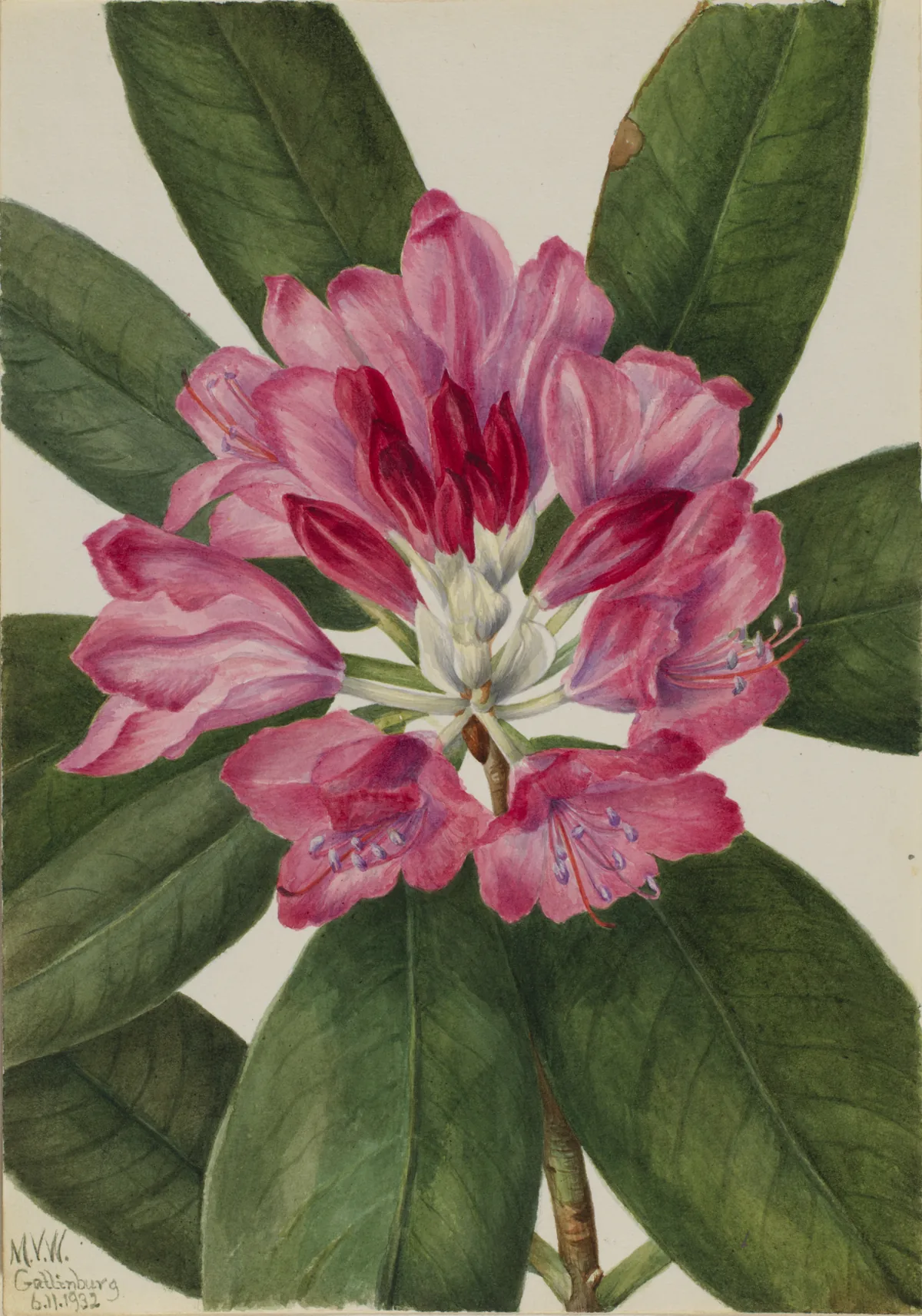 Rhododendron (Rhododendron catawbiense), botanical illustration