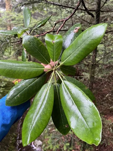 Photo: (c) sblumen, some rights reserved (CC BY) · cc-by · via iNaturalist Rhododendron (Rhododendron catawbiense), photograph