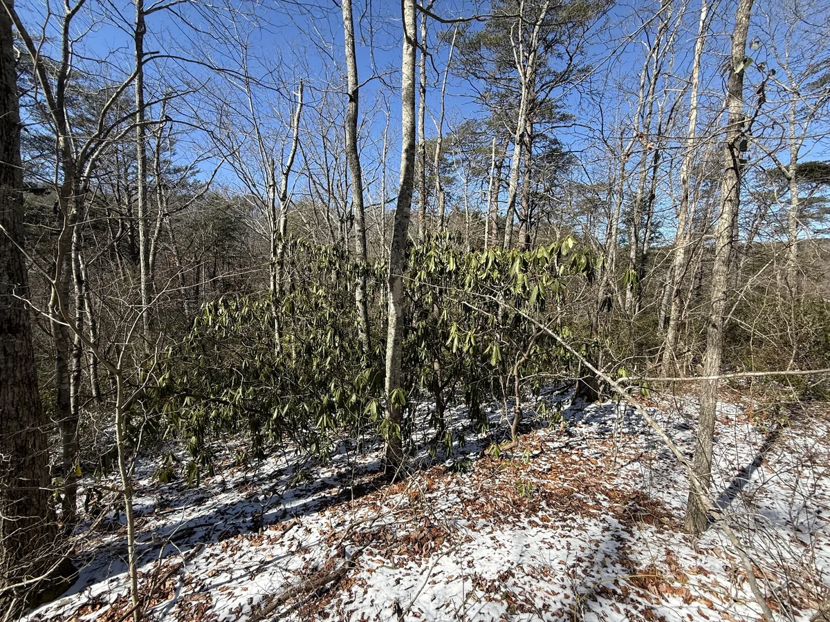 Rhododendron (Rhododendron catawbiense), photograph