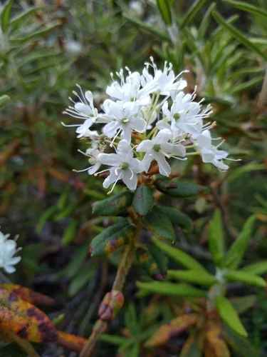 Photo: no rights reserved · cc0 · via iNaturalist Labrador Tea (Rhododendron groenlandicum), photograph